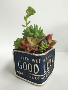多肉寄せ植え　a